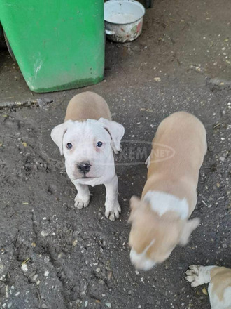 Amstaff jellegű kiskutyák - 4/8