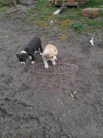 Amstaff jellegű kiskutyák - 6/8