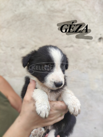 Gyönyörű Border Collie kölykök eladók - 1/6