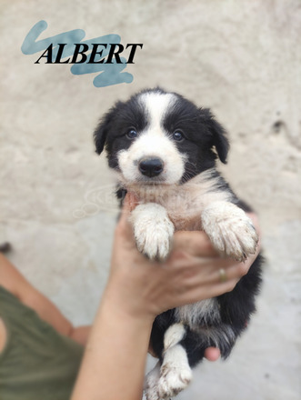 Gyönyörű Border Collie kölykök eladók - 2/6