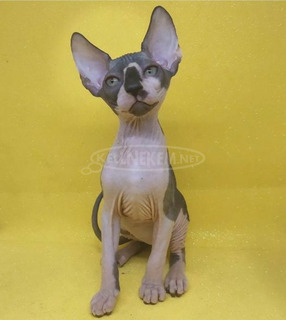 Szfinx /Sphynx/ és Elf cicák Bald Goblin kennel