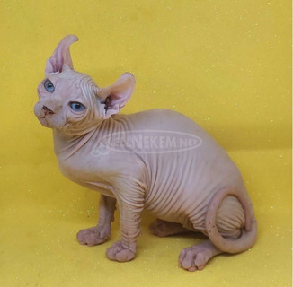 Szfinx /Sphynx/ és Elf cicák Bald Goblin kennel