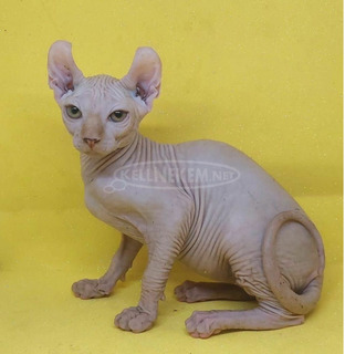 Szfinx /Sphynx/ és Elf cicák Bald Goblin kennel