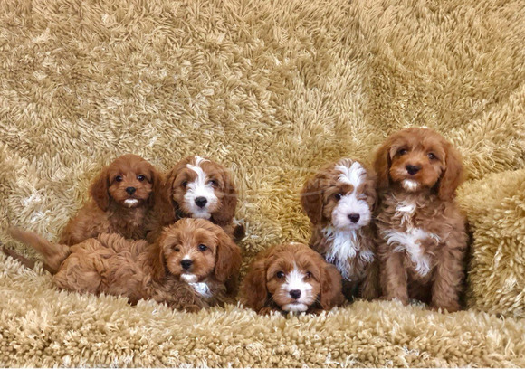 Aranyos Cavapoo kiskutyák eladók - 1/3