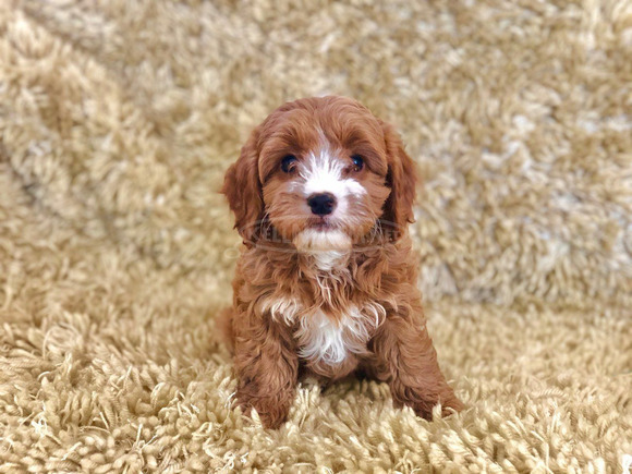 Aranyos Cavapoo kiskutyák eladók - 2/3