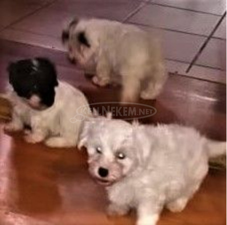 Bichon Havanese kölyök kutyák költöznének - 1/5