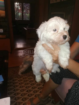 Bichon Havanese kölyök kutyák költöznének - 2/5