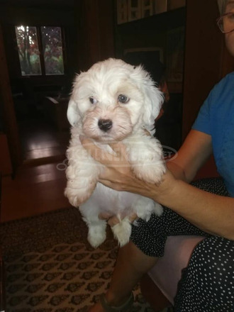 Bichon Havanese kölyök kutyák költöznének - 3/5