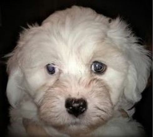 Bichon Havanese kölyök kutyák költöznének - 4/5