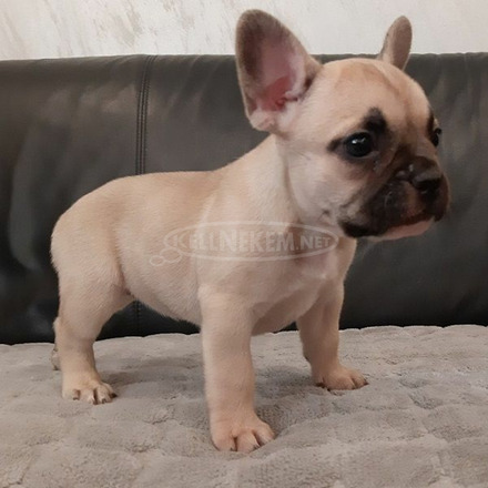 francia bulldog kölykök. - 1/3