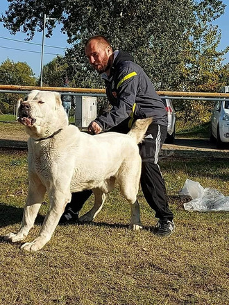 Közép Ázsiai juhász - 8/11