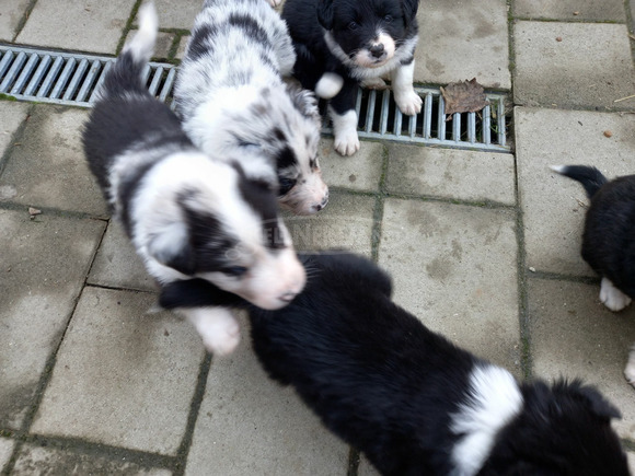 Boder collie jellegü kiskutyák - 1/3