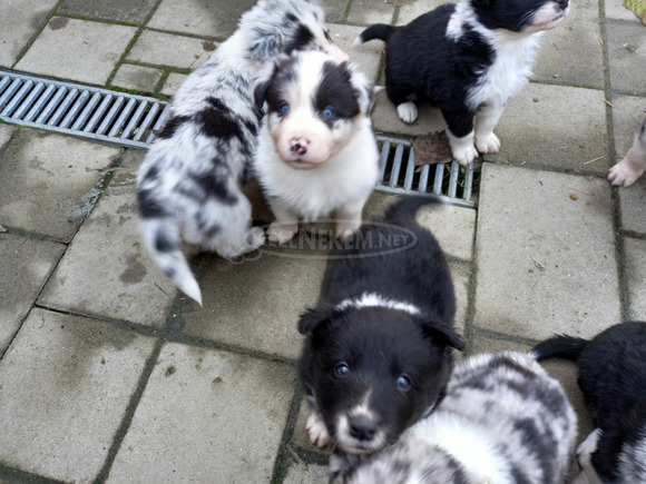 Boder collie jellegü kiskutyák - 2/3