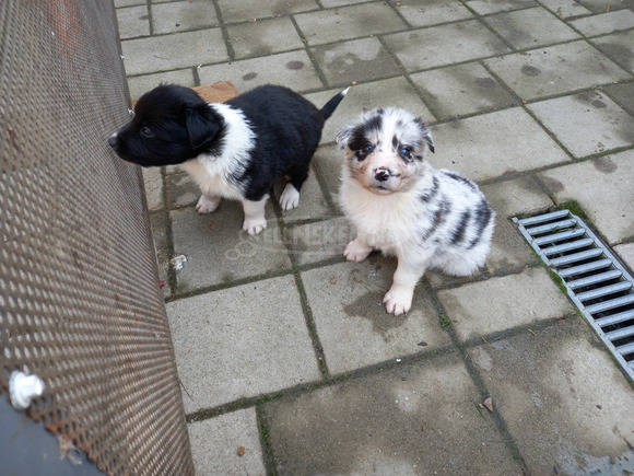 Boder collie jellegü kiskutyák - 3/3