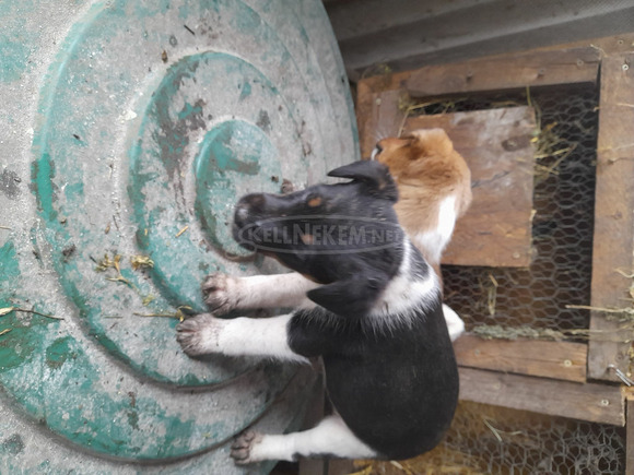 Foxterrier fajtajellegű kiskutyák - 1/3