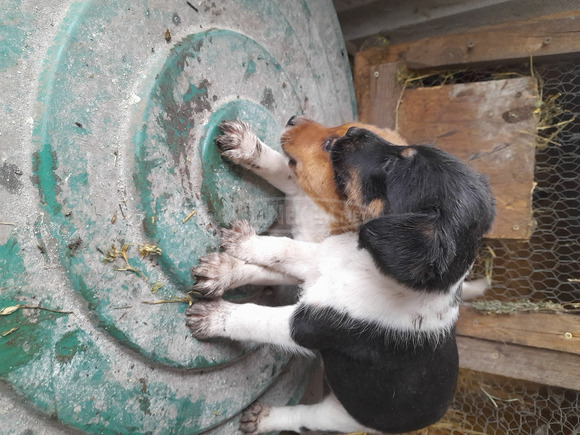 Foxterrier fajtajellegű kiskutyák - 2/3