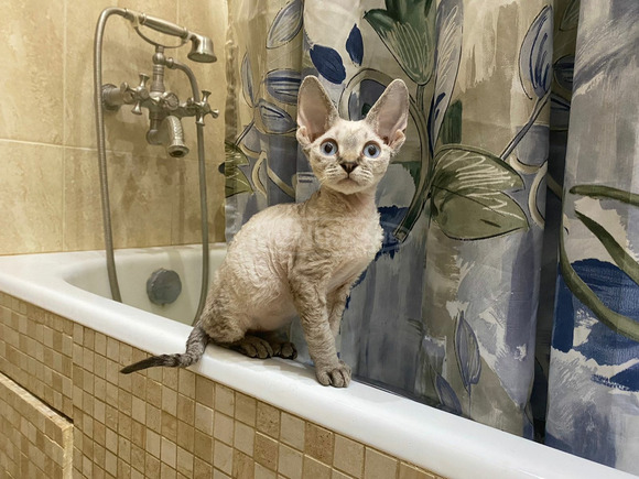 Devon Rex kék szemű cicák kaphatók - 1/6