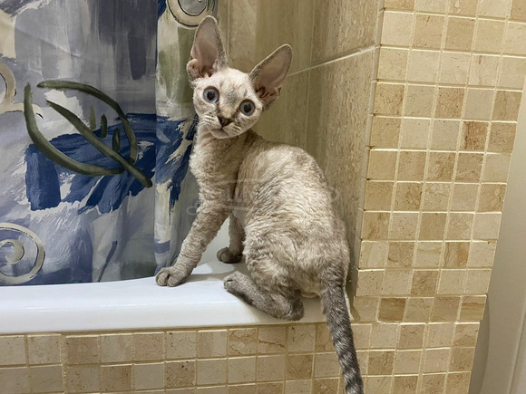 Devon Rex kék szemű cicák kaphatók - 2/6