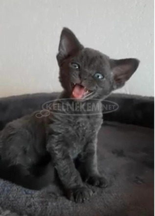 Devon Rex kék szemű cicák kaphatók - 6/6