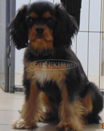 Cavalier King Charles Spániel - 1/1