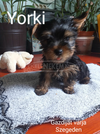 YORKSHIRE TERRIER - 1/1