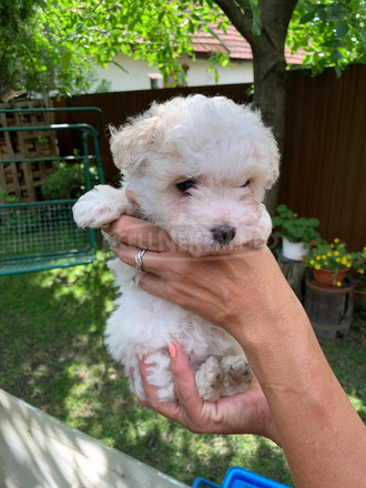 Játékos Bichon Havanese kiskutyák - 1/3