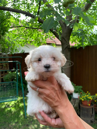 Játékos Bichon Havanese kiskutyák - 2/3