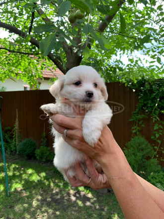 Játékos Bichon Havanese kiskutyák - 3/3