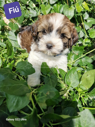 Bischon Havanese Babák - 1/9