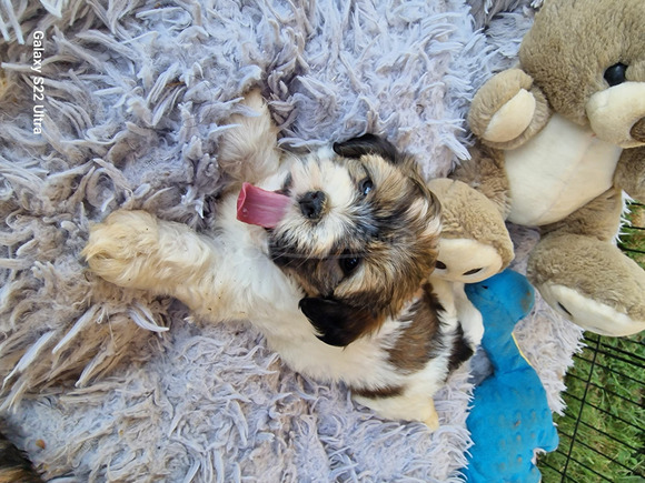 Bischon Havanese Babák - 3/9