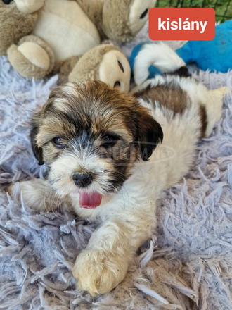 Bischon Havanese Babák - 4/9