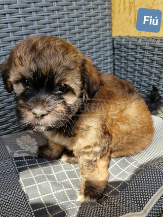 Bischon Havanese Babák - 5/9