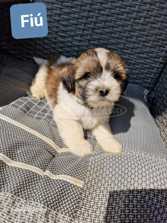 Bischon Havanese Babák - 6/9