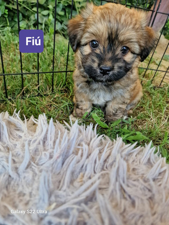 Bischon Havanese Babák - 9/9