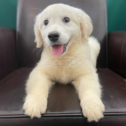 Golden retriever kiskutya - 1/3