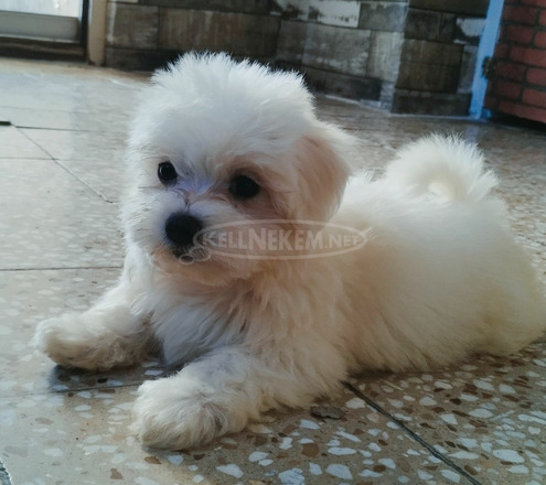 Mini Bichon Havanese kan eladó - 1/3