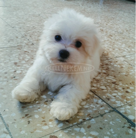 Mini Bichon Havanese kan eladó - 2/3