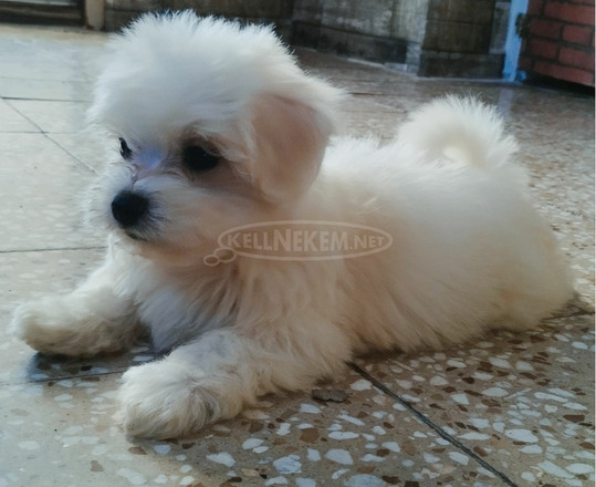 Mini Bichon Havanese kan eladó - 3/3