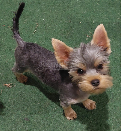 Yorkshire terrier kölykök - 1/2