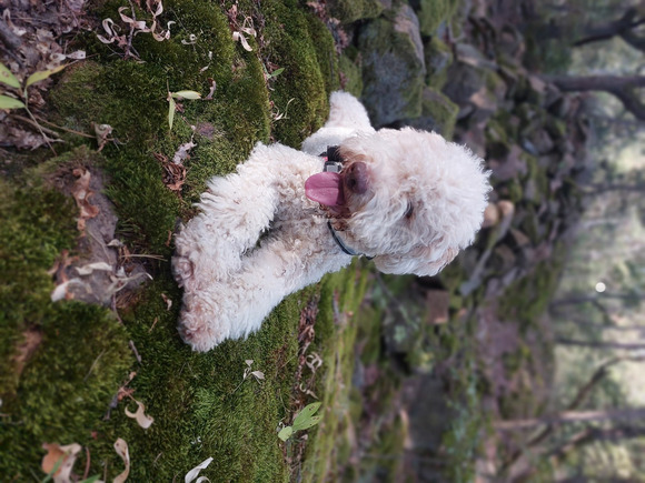 Lagotto kiskutya - 2/3