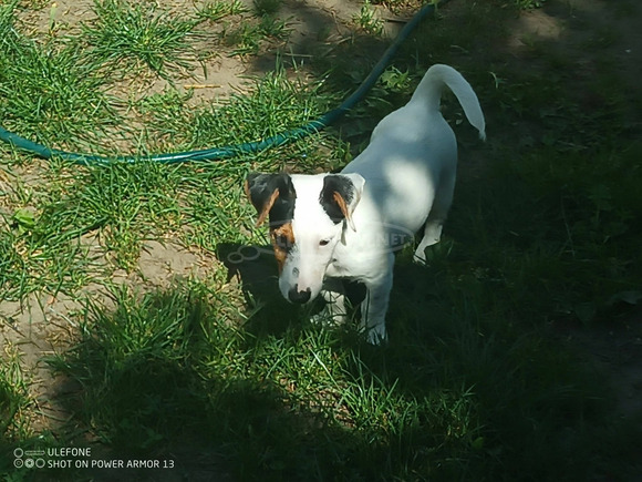 jack russel - 3/9