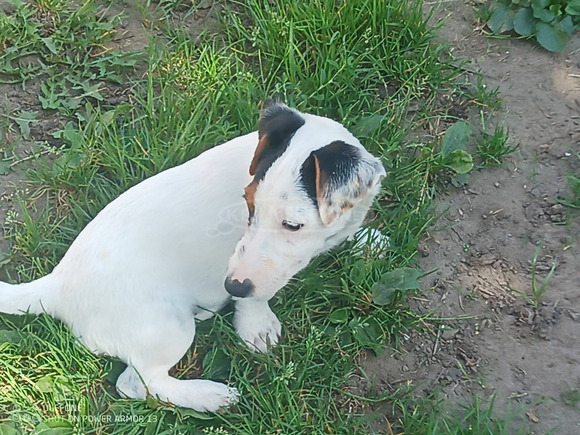 jack russel - 4/9