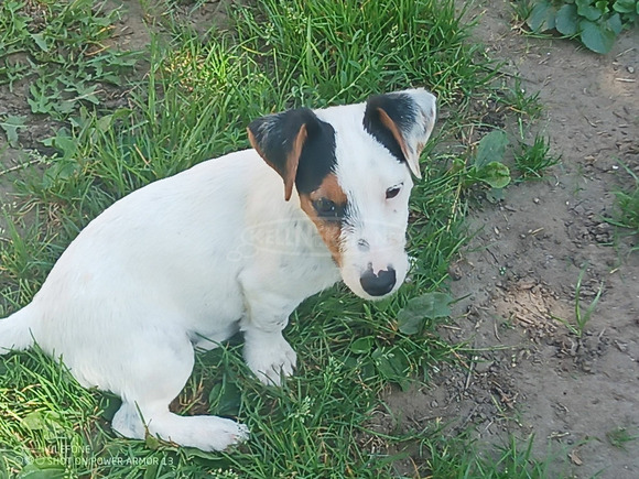 jack russel - 5/9