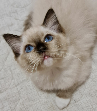 Eladó gyönyörű ragdoll babák tenyészetből - 2/10