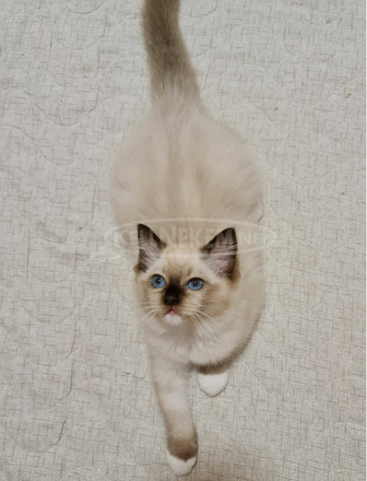 Eladó gyönyörű ragdoll babák tenyészetből - 3/10