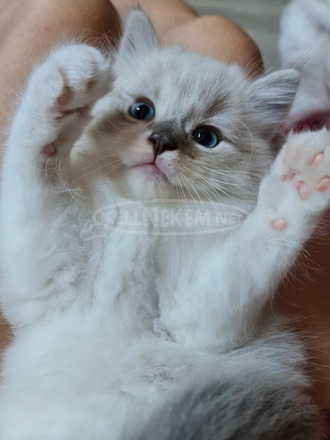 Eladó gyönyörű ragdoll babák tenyészetből - 6/10