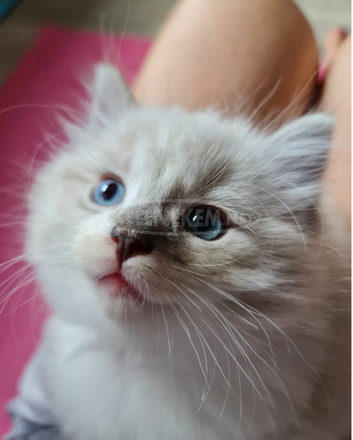 Eladó gyönyörű ragdoll babák tenyészetből - 7/10