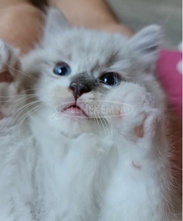 Eladó gyönyörű ragdoll babák tenyészetből - 8/10