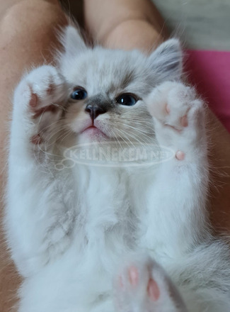 Eladó gyönyörű ragdoll babák tenyészetből - 10/10