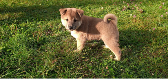 Shiba Inu fajtajellegű kiskutya - 1/9